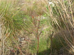 Leucadendron levisanus