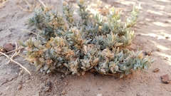 Atriplex fruticulosa