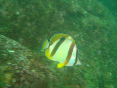 Chaetodon marleyi