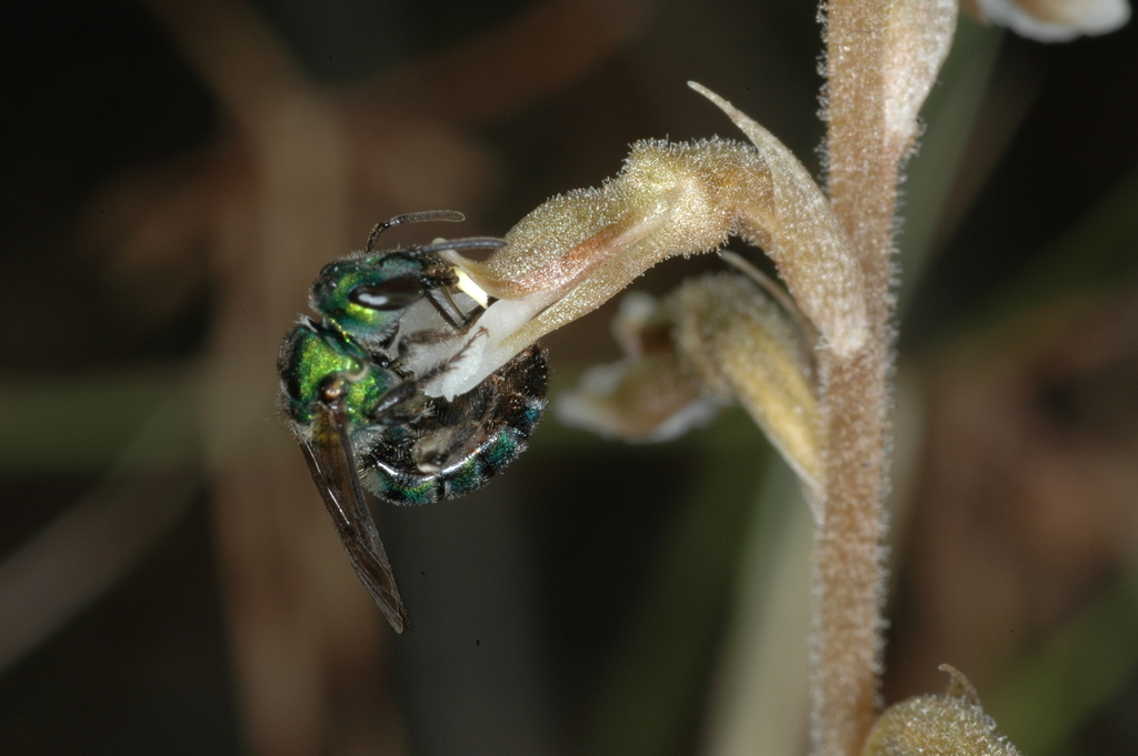 Augochlora phoemonoe