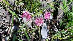 Serruria furcellata