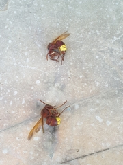 Vespa orientalis