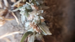 Atriplex fruticulosa