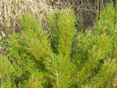 Serruria foeniculacea