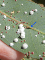 Blastopsylla occidentalis