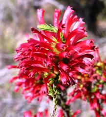 Erica cruenta