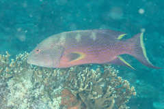 Variola louti