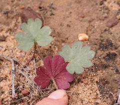Pelargonium nephrophyllum
