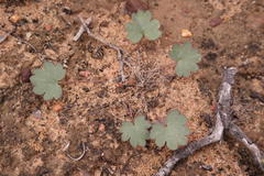 Pelargonium nephrophyllum