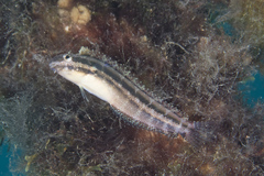 Petroscirtes variabilis