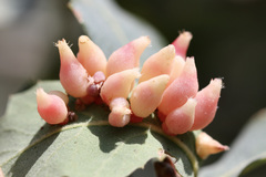 Andricus crystallinus