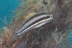 Petroscirtes breviceps