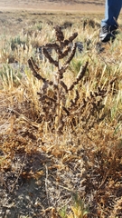 Extriplex joaquinana