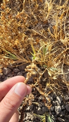 Extriplex joaquinana