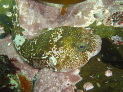 Chorisochismus dentex