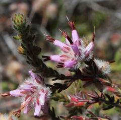 Erica eriocephala
