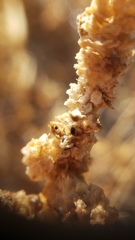 Extriplex joaquinana