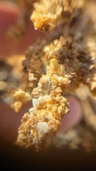 Extriplex joaquinana