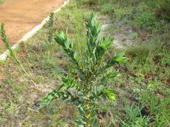 Liparia splendens splendens