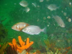 Chrysoblephus laticeps