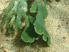 Udotea flabellum