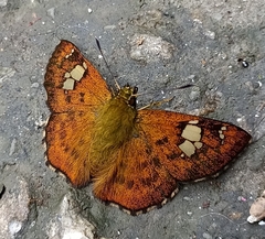 Pseudocoladenia dan