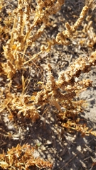 Extriplex joaquinana