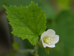 Hibiscus lobatus
