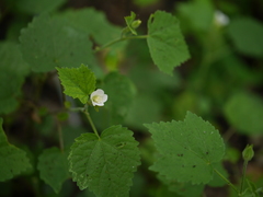 Hibiscus lobatus
