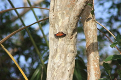 Historis acheronta