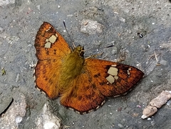 Pseudocoladenia dan