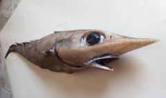 Trachyrincus scabrus