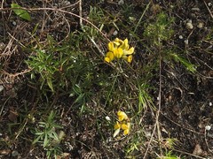 Rhynchosia ferulifolia