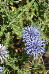 Echinops microcephalus