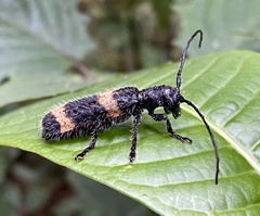 Cymatura itzingeri