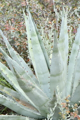 Agave chrysantha