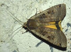 Noctua pronuba
