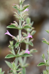 Hedeoma oblongifolia
