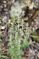 Hedeoma oblongifolia
