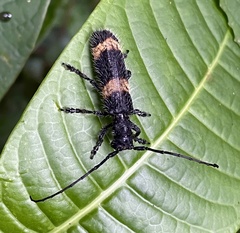Cymatura itzingeri