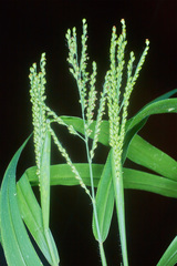 Urochloa fusca