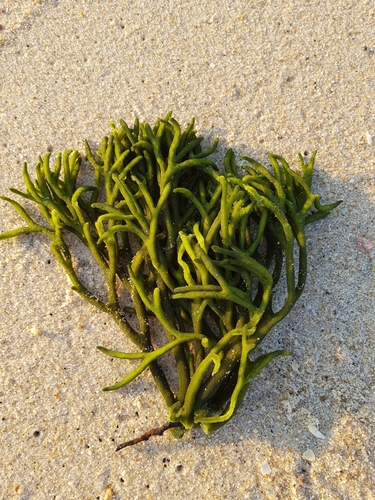 photo of Dead Man's Fingers (Codium fragile)