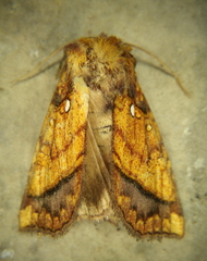 Papaipema harrisii