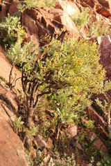 Othonna quercifolia