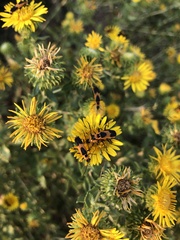 Chauliognathus basalis