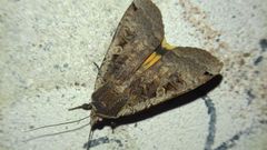 Noctua pronuba