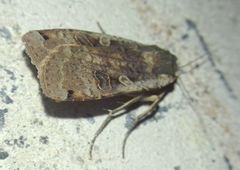 Noctua pronuba