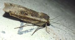Noctua pronuba