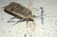Noctua pronuba