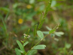 Alysicarpus monilifer